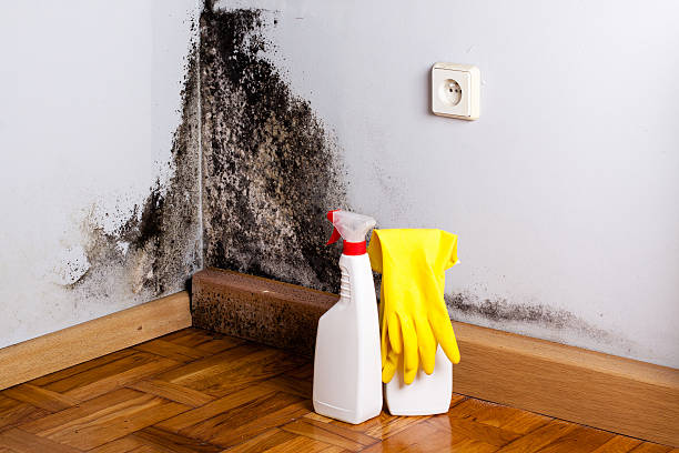 Best Professional Mold Removal  in Millsboro, DE