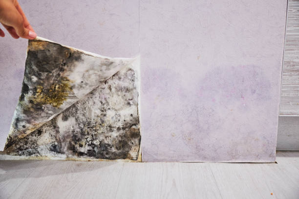 Best Mold Cleaning Services  in Millsboro, DE